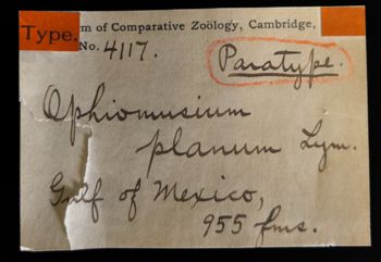 Media type: image;   Invertebrate Zoology OPH-4117 Description: Original handwritten specimen labels;  Aspect: labels